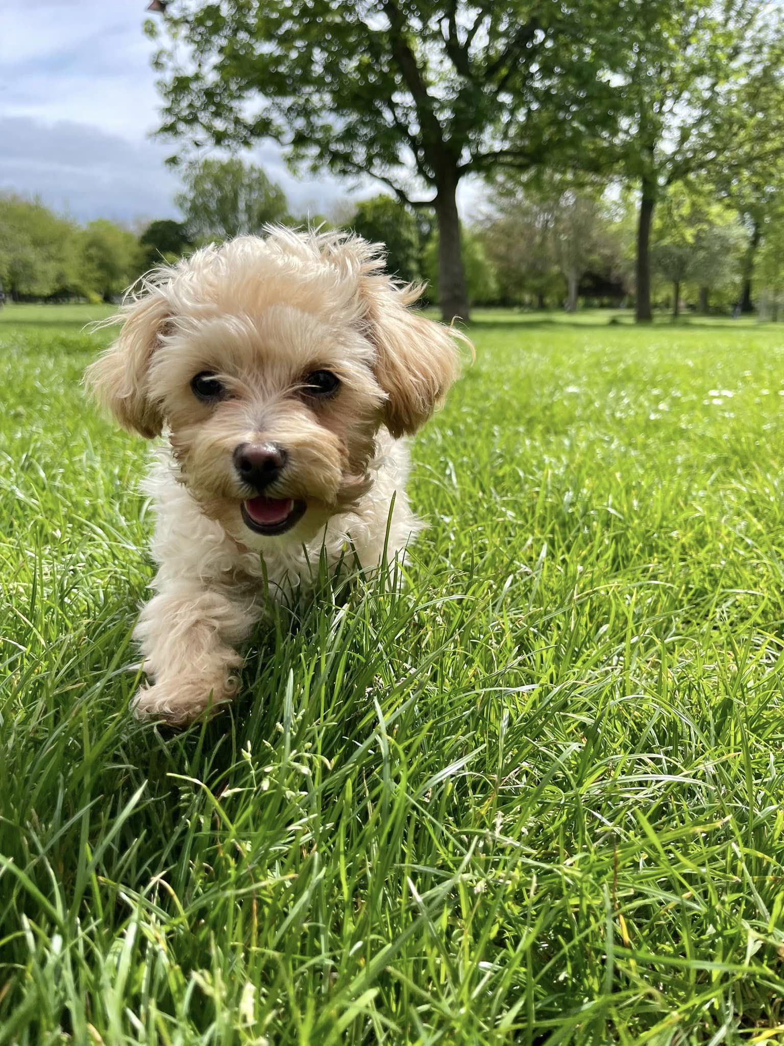 Maltipoo puppies  for sale in Bengaluru - Breed n Breeder